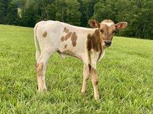 Heifer #3