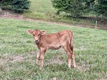 Heifer #6