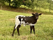 Heifer #7