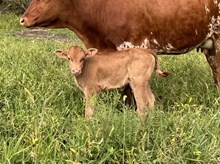 Heifer #8