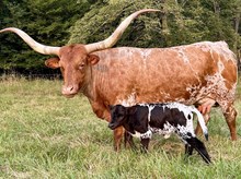 Heifer #7